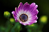 OSTEOSPERMUM JUCUNDUM