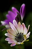 OSTEOSPERMUM JUCUNDUM