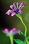 OSTEOSPERMUM PINK WHIRLS