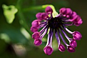 OSTEOSPERMUM PINK WHIRLS