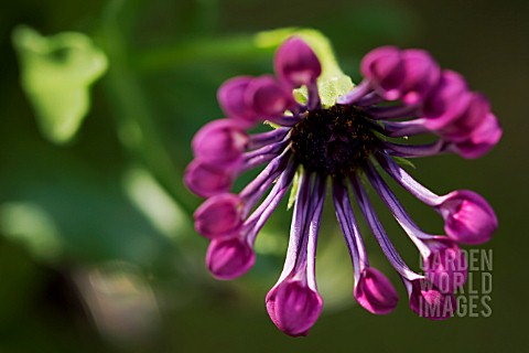 OSTEOSPERMUM_PINK_WHIRLS