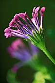 OSTEOSPERMUM PINK WHIRLS