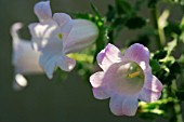 CAMPANULA FORMANEKIANA