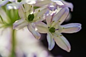 TRITELEIA HYACINTHINA