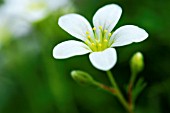 SAXIFRAGA PEDEMONTANA SUBSP. PROSTII