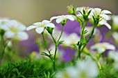 SAXIFRAGA PEDEMONTANA SUBSP. PROSTII