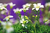 SAXIFRAGA PEDEMONTANA SUBSP. PROSTII