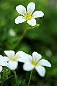 SAXIFRAGA PEDEMONTANA SUBSP. PROSTII