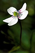 ANEMONE RIVULARIS