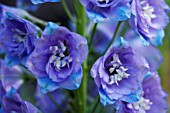 DELPHINIUM ELATUM BLUE NILE