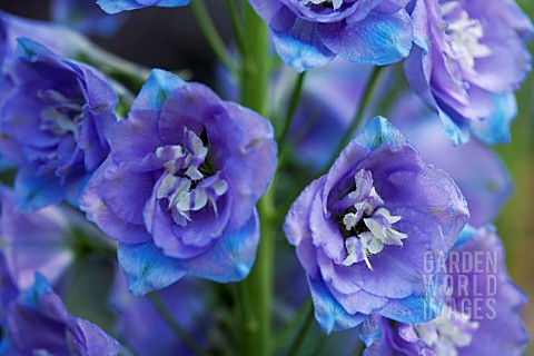 DELPHINIUM_ELATUM_BLUE_NILE