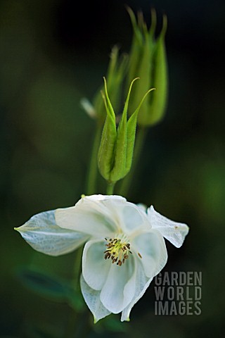 AQUILEGIA_VULGARIS_VAR_NIVEA