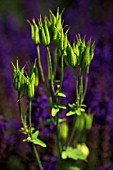 AQUILEGIA VULGARIS VAR. NIVEA