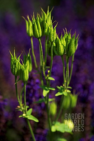 AQUILEGIA_VULGARIS_VAR_NIVEA