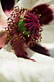 PAPAVER ORIENTALE