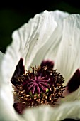 PAPAVER ORIENTALE