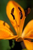 LILIUM BULBIFERUM