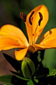 LILIUM BULBIFERUM