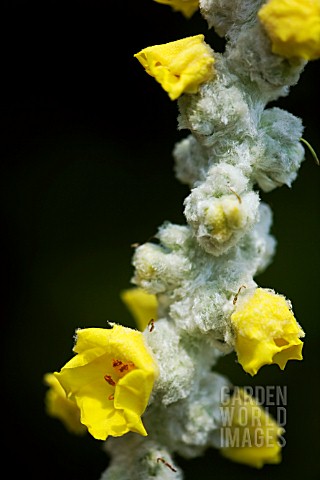 ASPHODELINE_LUTEA