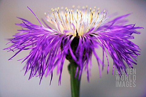 CENTAUREA_ROTHROCKII