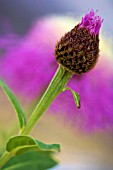 CENTAUREA ROTHROCKII