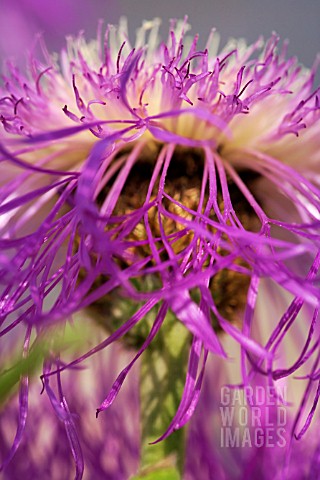 CENTAUREA_ROTHROCKII