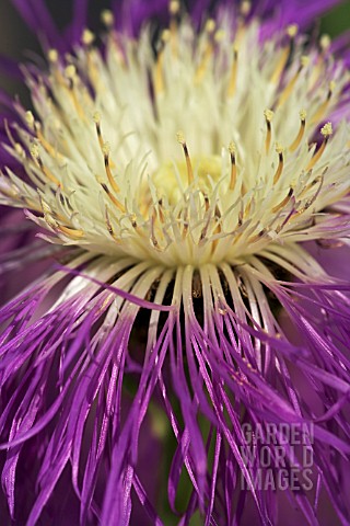 CENTAUREA_ROTHROCKII