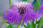 CENTAUREA ROTHROCKII