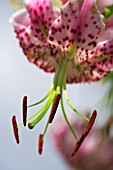 LILIUM SPECIOSUM SUBSP. CLIVORUM