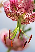 LILIUM SPECIOSUM SUBSP. CLIVORUM