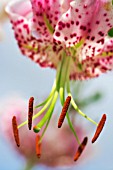 LILIUM SPECIOSUM SUBSP. CLIVORUM