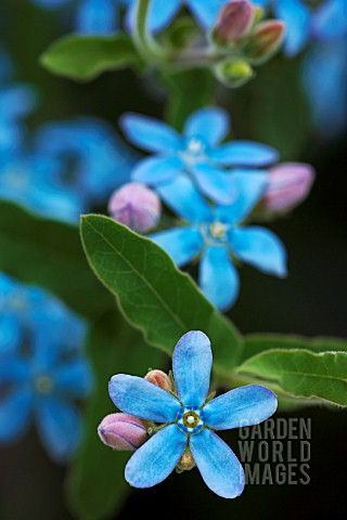 TWEEDIA_CAERULEA