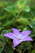 CAMPANULA ISOPHYLLA