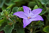 CAMPANULA ISOPHYLLA