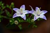 CAMPANULA ELATINOIDES