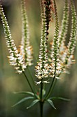 VERONICASTRUM VIRGINICUM