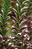 ACANTHUS MOLLIS VAR. CANDELABRUM