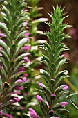 ACANTHUS MOLLIS VAR. CANDELABRUM