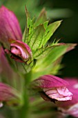 ACANTHUS MOLLIS VAR. CANDELABRUM