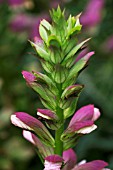 ACANTHUS MOLLIS VAR. CANDELABRUM