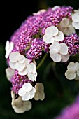 HYDRANGEA ASPERA SUBSP.  SARGENTIANA