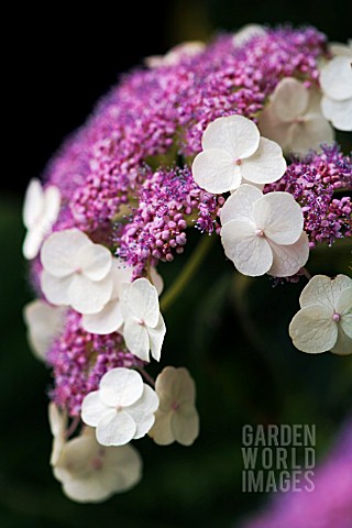 HYDRANGEA_ASPERA_SUBSP__SARGENTIANA