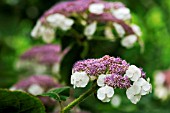 HYDRANGEA ASPERA SUBSP.  SARGENTIANA