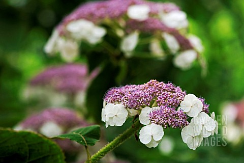 HYDRANGEA_ASPERA_SUBSP__SARGENTIANA