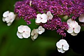 HYDRANGEA ASPERA SUBSP.  SARGENTIANA