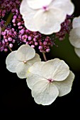 HYDRANGEA ASPERA SUBSP.  SARGENTIANA