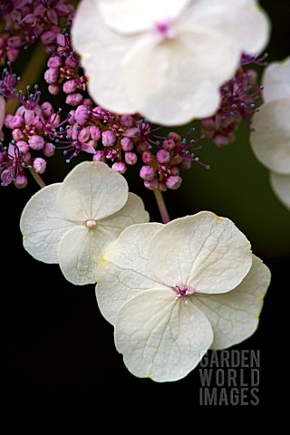 HYDRANGEA_ASPERA_SUBSP__SARGENTIANA