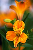 ALSTROEMERIA HAEMANTHA