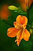 ALSTROEMERIA HAEMANTHA