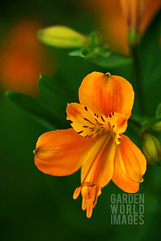 ALSTROEMERIA_HAEMANTHA